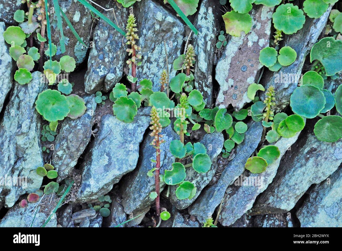 Muro di pietra, corsi inclinati, pietre coperte di Lichen, brughiera di navelwort (umbilicus rupestris), Exmoor, Somerset.UK Foto Stock