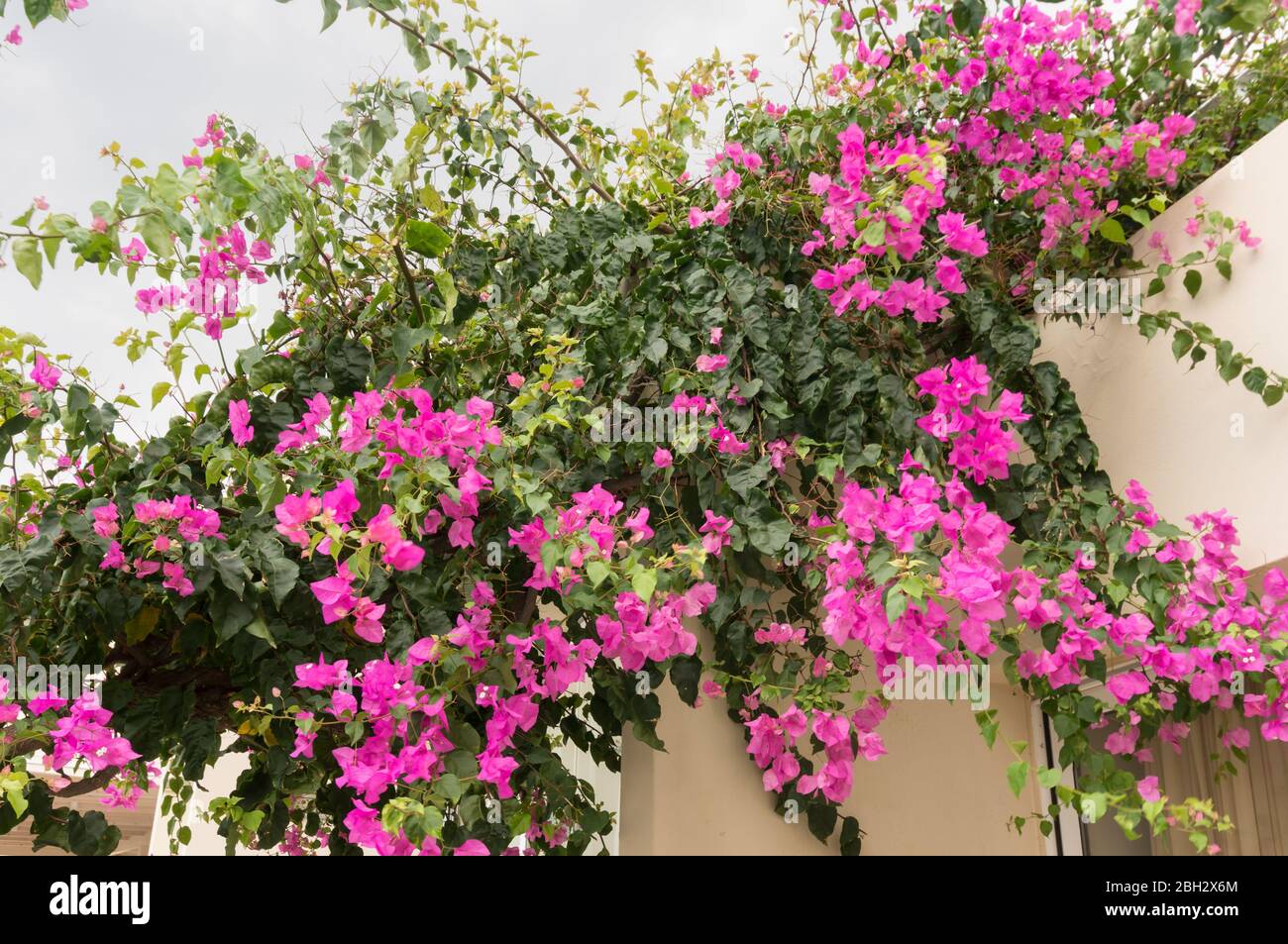 Lussuosi fiori di bouganvillea rosa adornano il balcone della casa. Messa a fuoco morbida Foto Stock