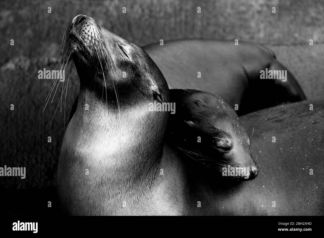 Un foca da pelliccia si coccola fino a sua madre nelle isole Galapagos. Foto Stock