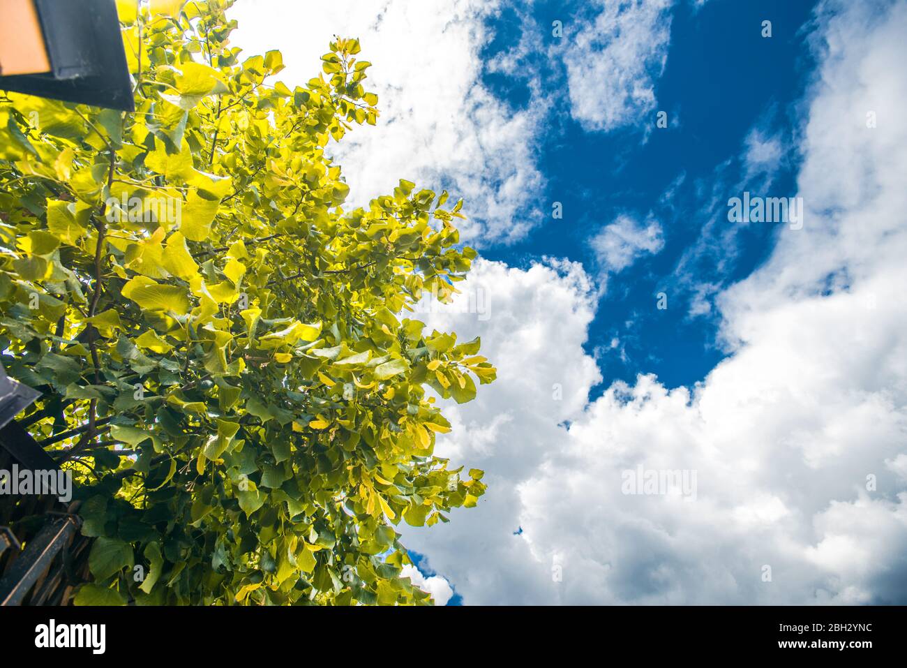 albero deciduo verde brillante che si affaccia sul bel cielo blu e le nuvole Foto Stock