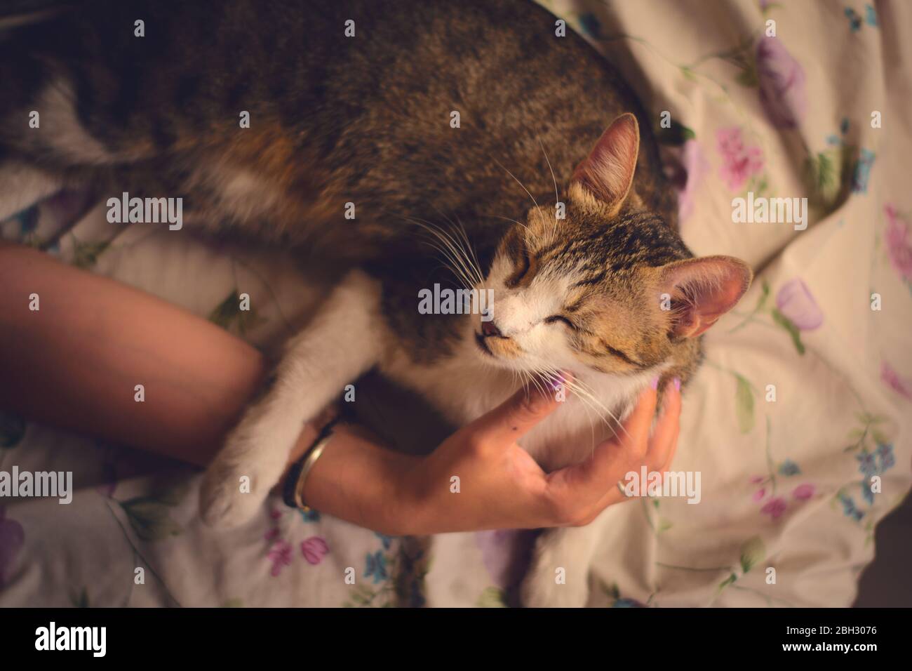 Gatto coccolato che giace in un letto, essendo pettinato da una mano femminile. Inquadratura ad angolo elevato. Foto Stock