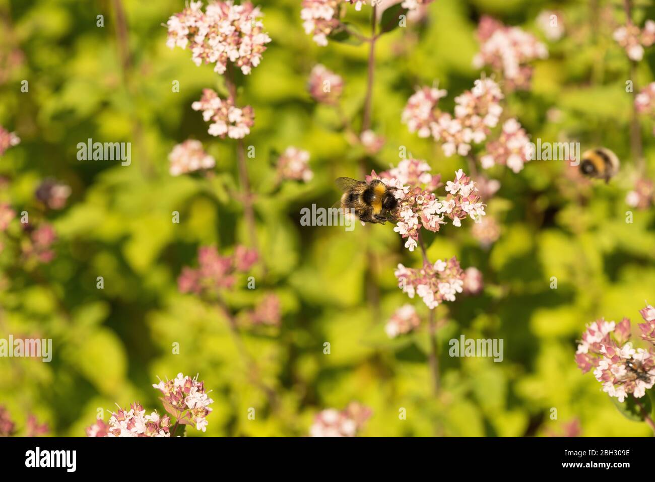 Ape raccolta nettare da fiori Viburnum in un giardino inglese Foto Stock