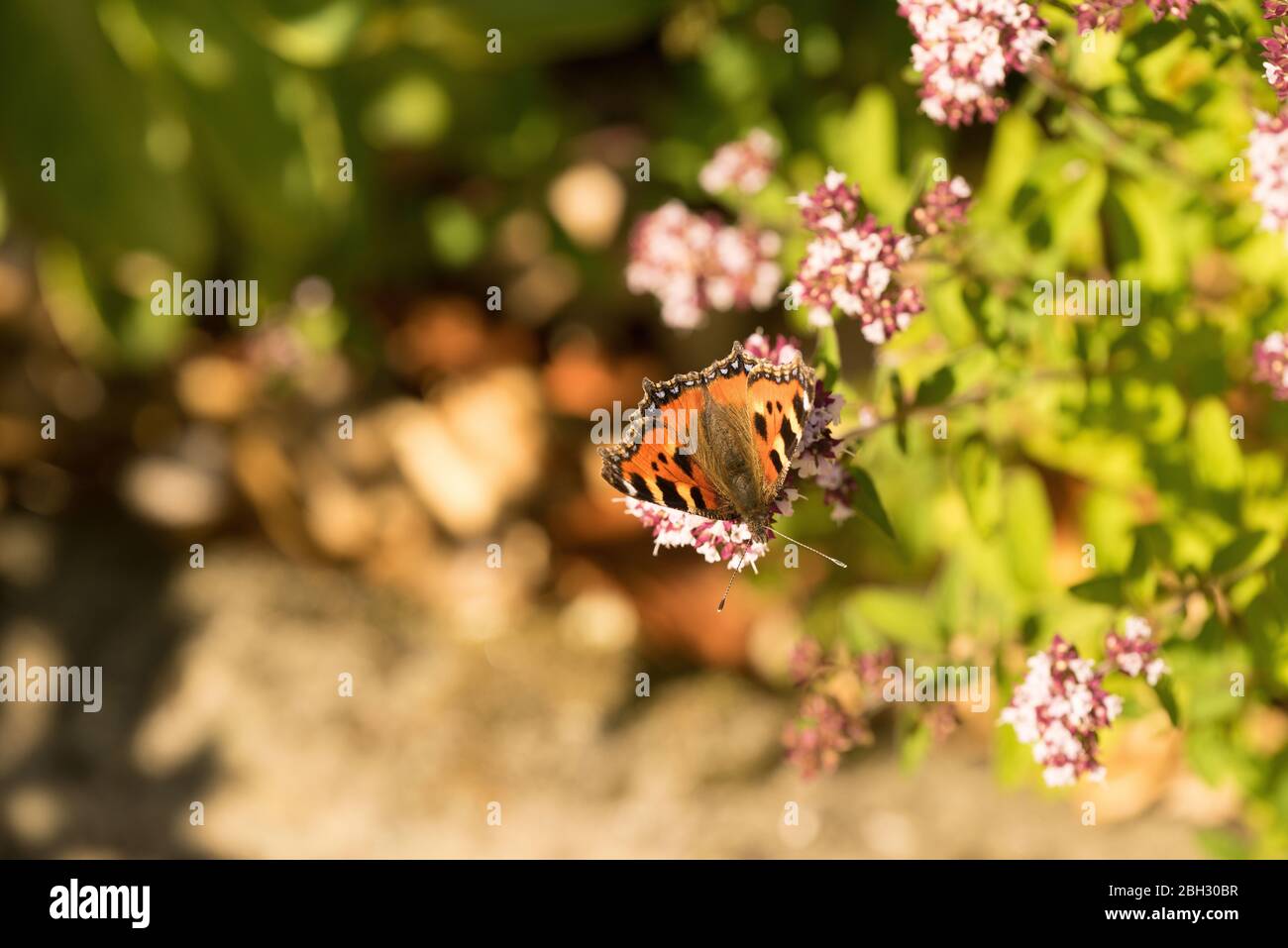 Farfalla tartaruga sui fiori del viburnum in un giardino inglese Foto Stock