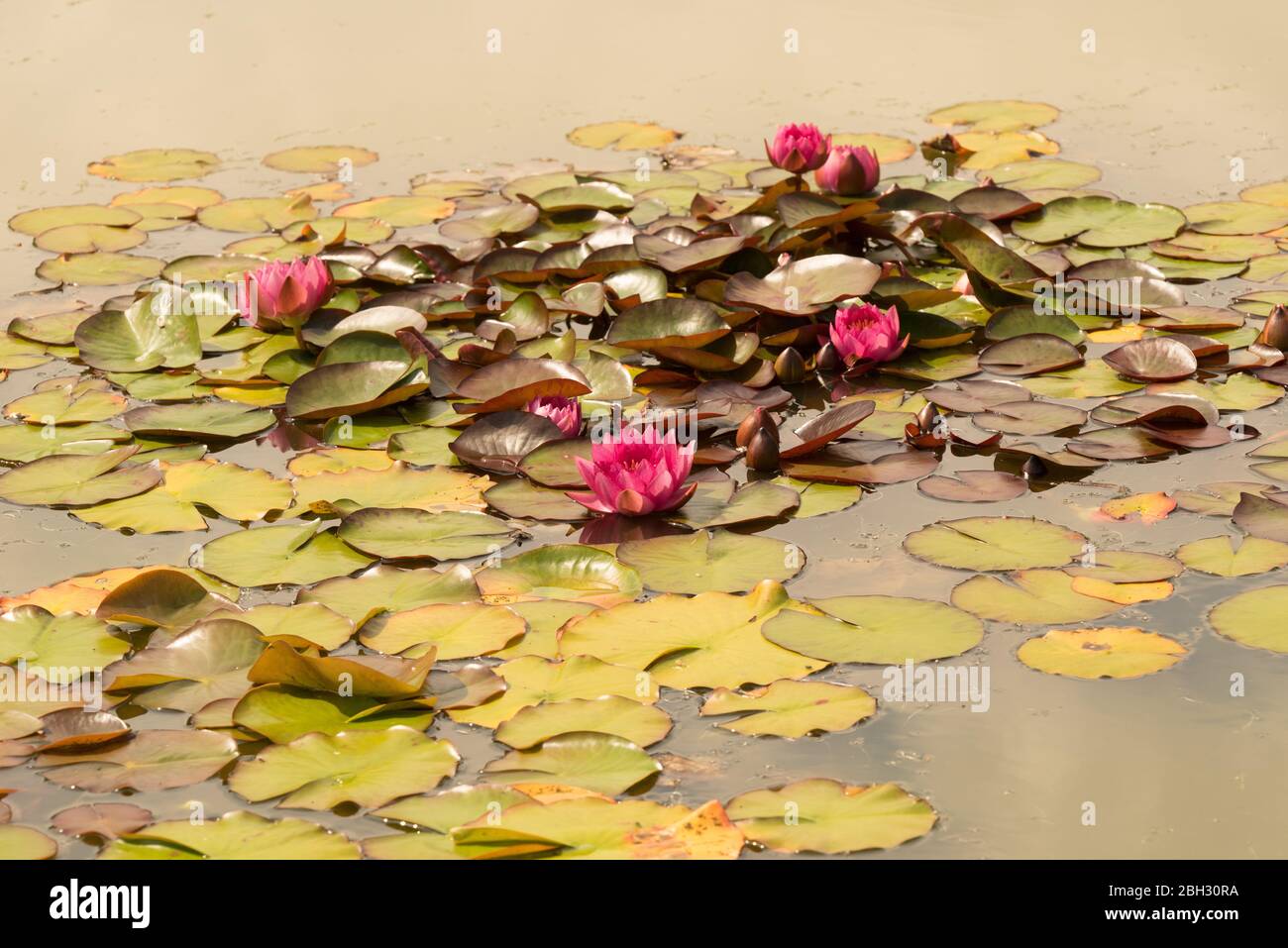 Nymphaea 'Attrazione Foto Stock