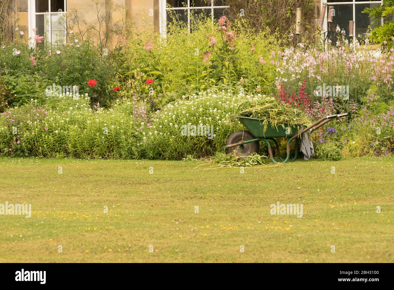 Carriola piena di tagli di piante; e erbacce tra un confine di perenni in un giardino inglese Foto Stock