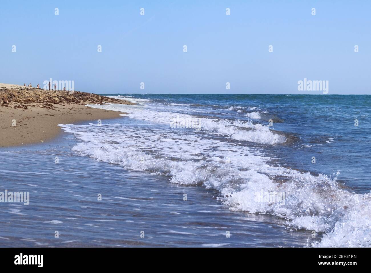 Paesaggio marino, spiaggia sabbiosa con conchiglie. Alghe marroni sulla spiaggia sabbiosa vicino al mare. Vacanza sul mare in estate. Foto Stock