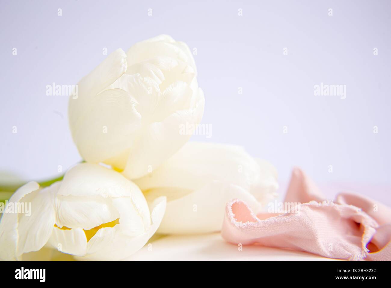 Tulipani bianchi e rosa su fondo viola con un nastro di seta pesca. Fiori bianchi. Immagine macro. Inserire il testo. Biglietto di auguri. Giorno della mamma. Foto Stock