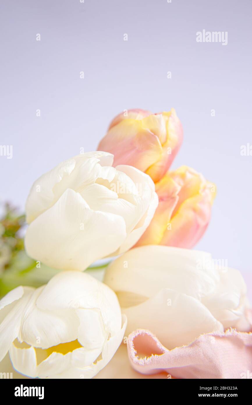 Tulipani bianchi e rosa su fondo viola con un nastro di seta pesca. Fiori bianchi. Immagine macro. Inserire il testo. Biglietto di auguri. Giorno della mamma. Foto Stock