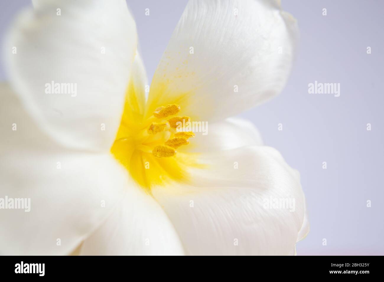 Tulipani bianchi e rosa su fondo viola con un nastro di seta pesca. Fiori bianchi. Immagine macro. Inserire il testo. Biglietto di auguri. Giorno della mamma. Foto Stock