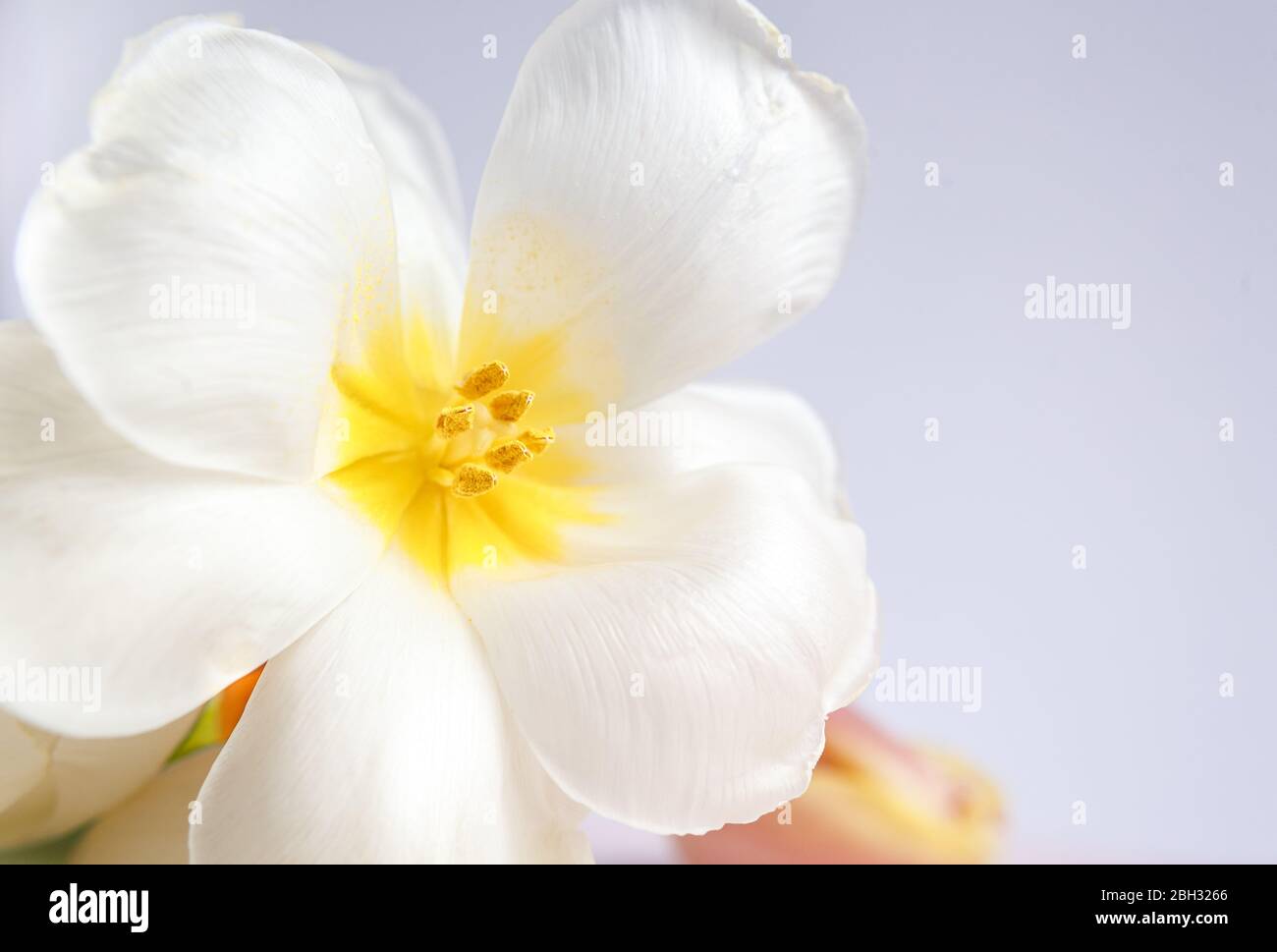 Tulipani bianchi e rosa su fondo viola con un nastro di seta pesca. Fiori bianchi. Immagine macro. Inserire il testo. Biglietto di auguri. Giorno della mamma. Foto Stock