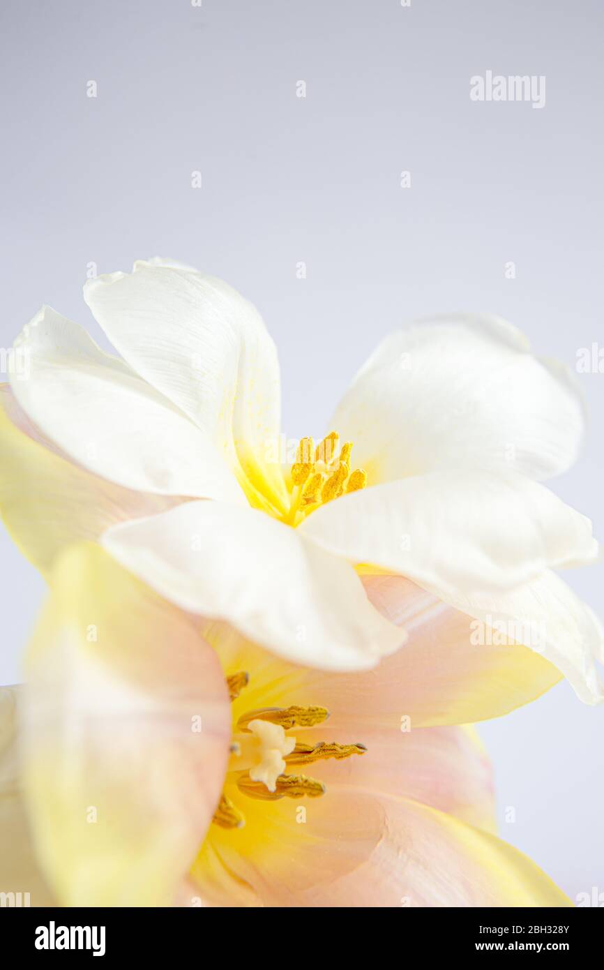Tulipani bianchi e rosa su fondo viola con un nastro di seta pesca. Fiori bianchi. Immagine macro. Inserire il testo. Biglietto di auguri. Giorno della mamma. Foto Stock