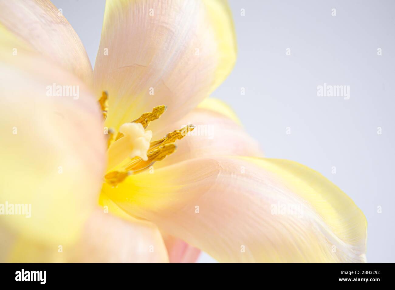 Tulipani bianchi e rosa su fondo viola con un nastro di seta pesca. Fiori bianchi. Immagine macro. Inserire il testo. Biglietto di auguri. Giorno della mamma. Foto Stock