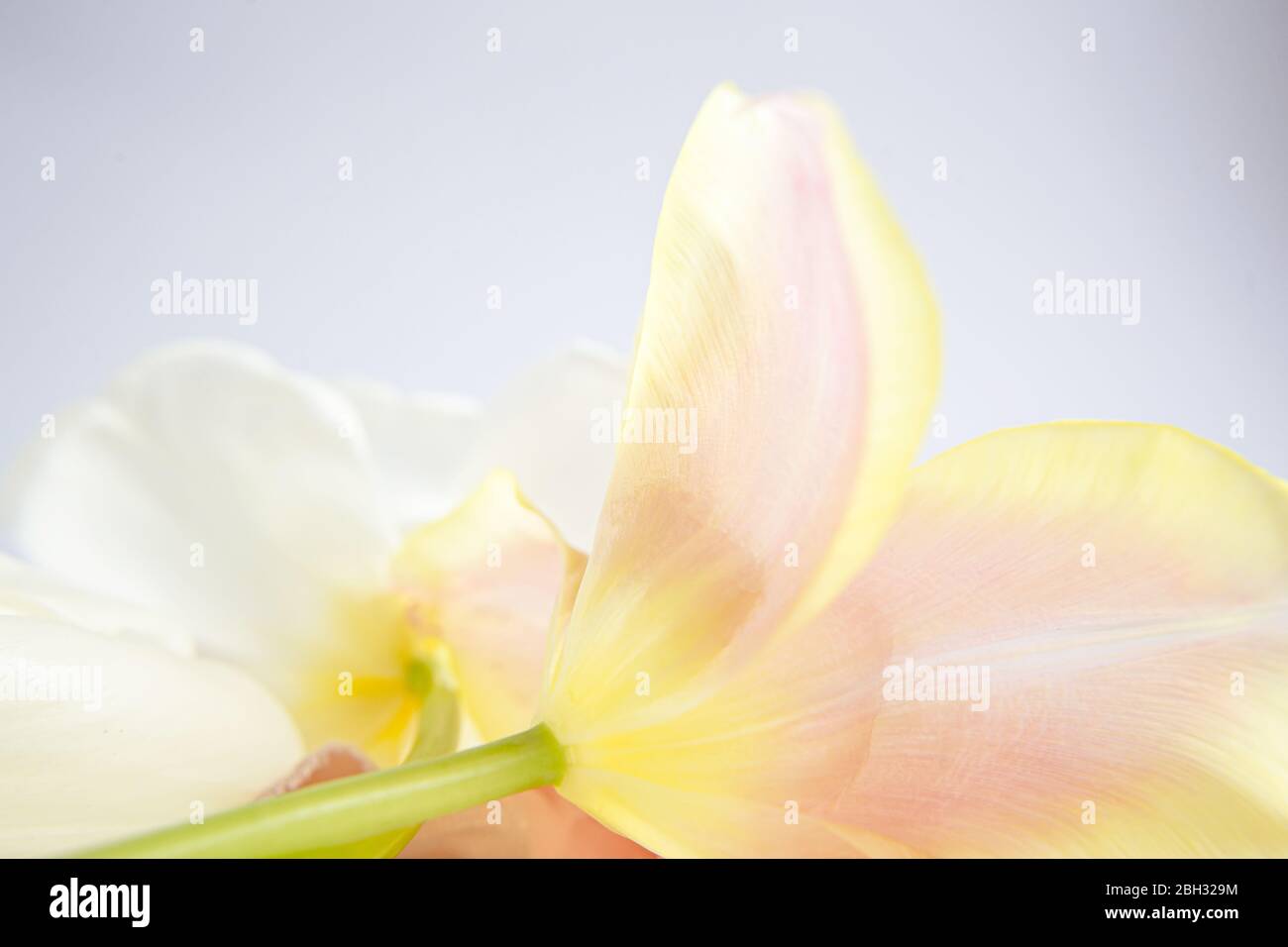 Tulipani bianchi e rosa su fondo viola con un nastro di seta pesca. Fiori bianchi. Immagine macro. Inserire il testo. Biglietto di auguri. Giorno della mamma. Foto Stock
