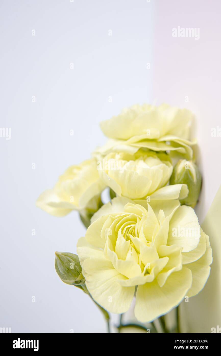 Fiori verdi gialli di garofani su sfondo lilla bianco. Inserire il testo. Giorno della mamma. Biglietto di auguri. Giorno del matrimonio. San Valentino. Foto Stock