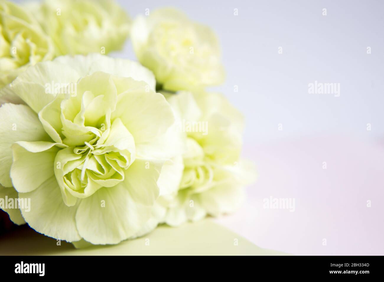 Garofani gialli verdi su sfondo lilla bianco. Inserire il testo. Giorno della mamma. Biglietto di auguri. Giorno del matrimonio. San Valentino. Foto Stock