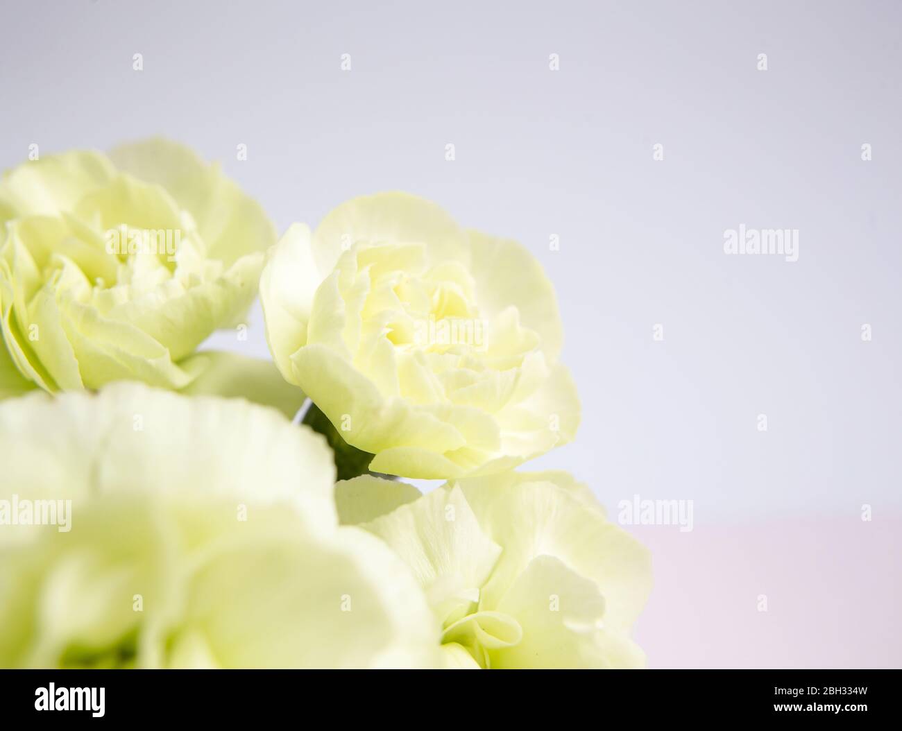 Garofani gialli verdi su sfondo lilla bianco. Inserire il testo. Giorno della mamma. Biglietto di auguri. Giorno del matrimonio. San Valentino. Foto Stock