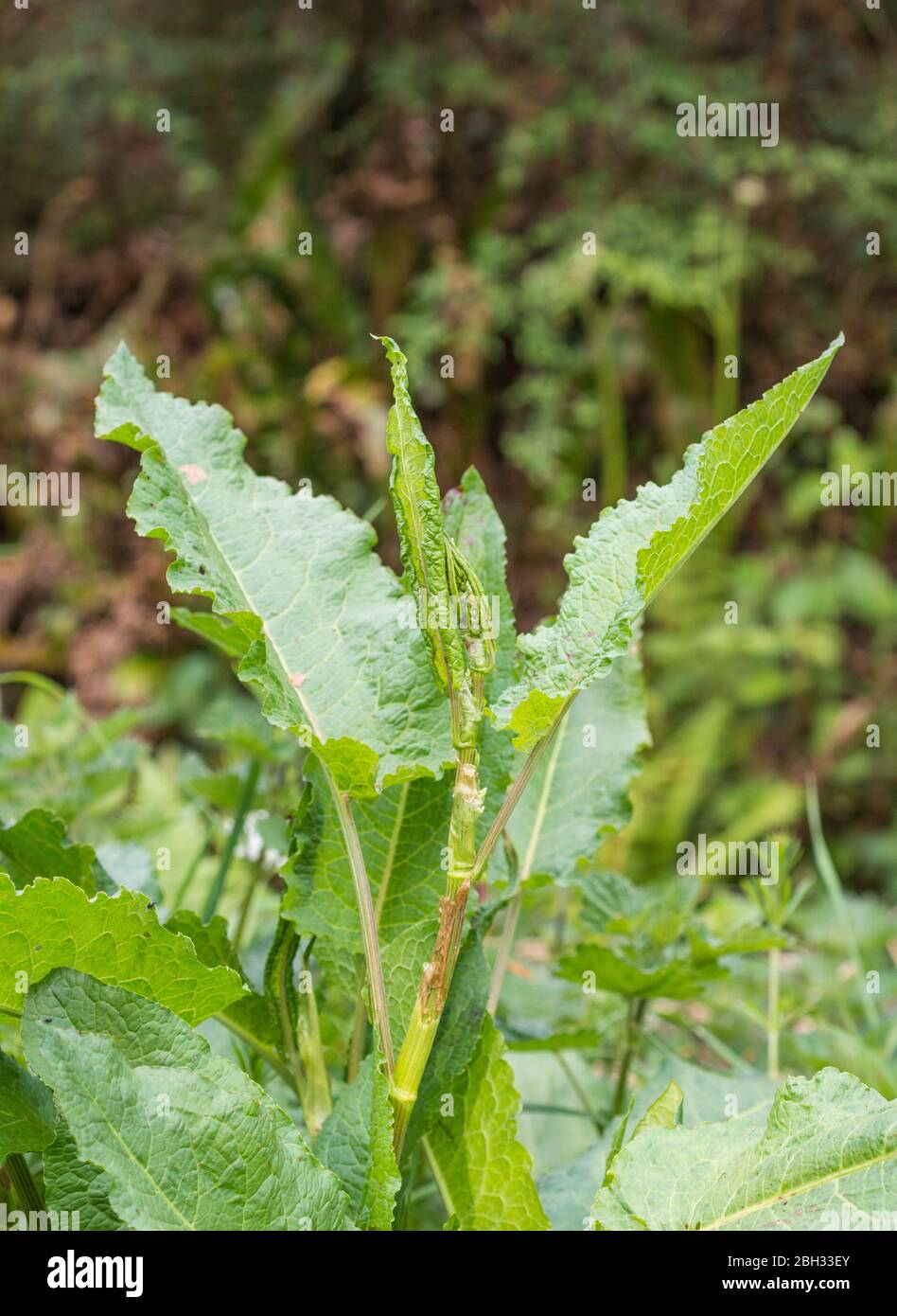 Di latifoglie / Dock Rumex obtusifolius cresce su strada orlo. Lo sfregamento delle foglie di di latifoglie Dock è un tradizionale kids' rimedio per le punture di ortica Foto Stock