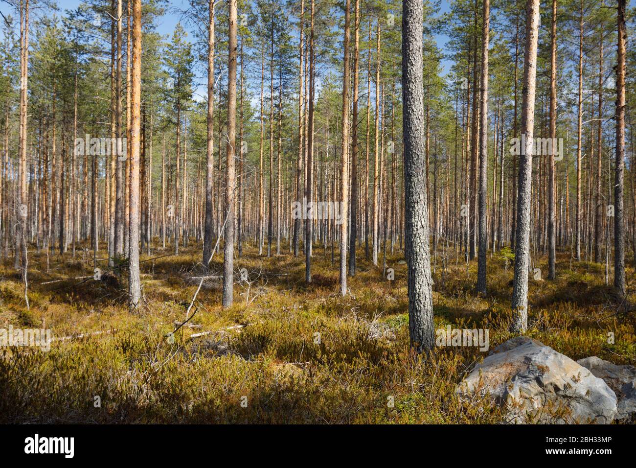 Giovane pineta ( Pinus Sylvestris ) che cresce su terreno boschivo , Finlandia Foto Stock