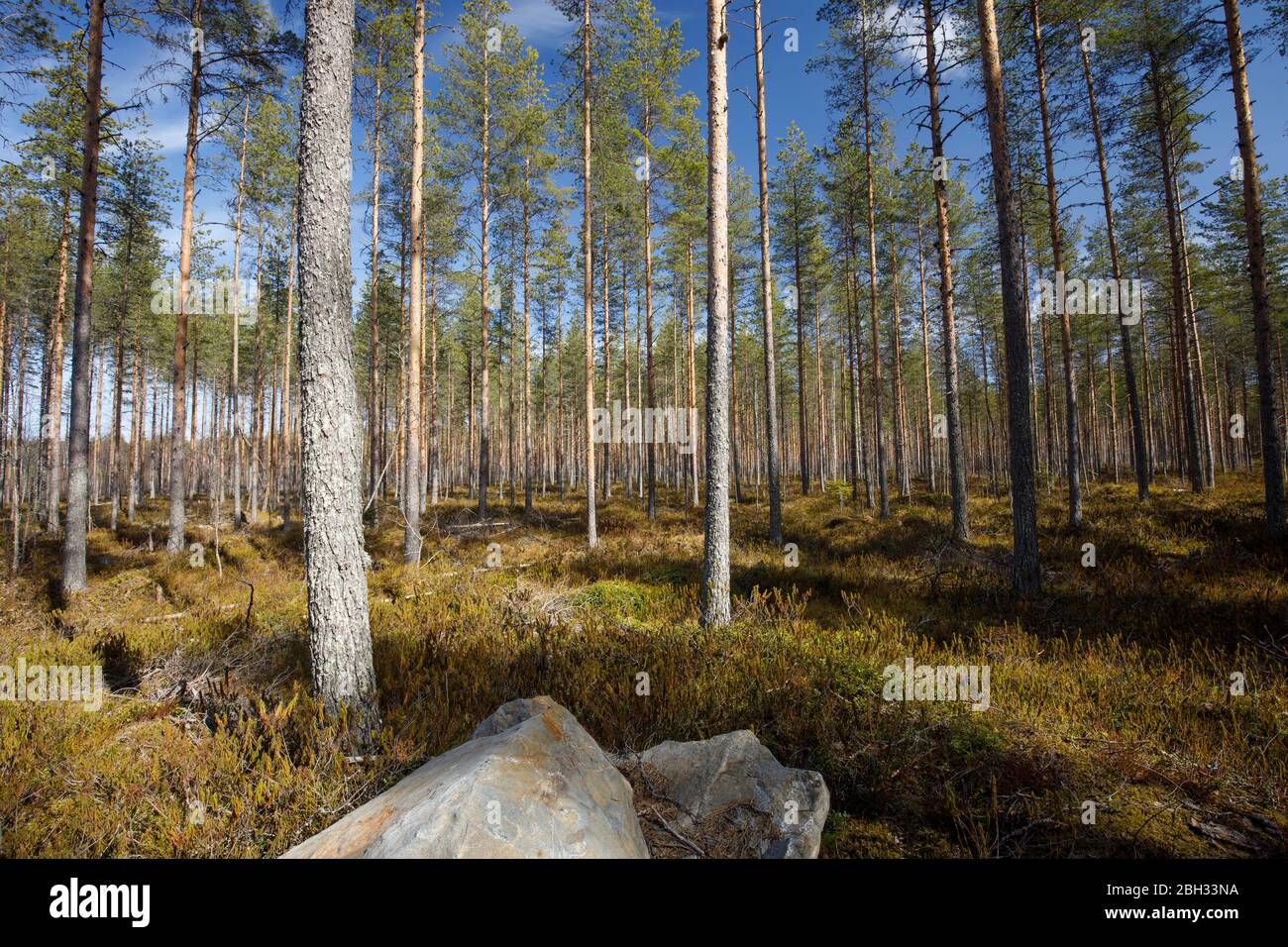 Giovane pineta ( Pinus Sylvestris ) che cresce su terreno boschivo , Finlandia Foto Stock