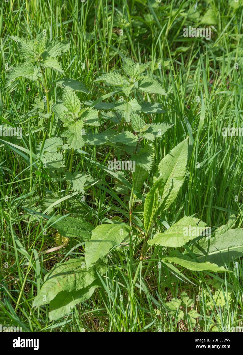 Verga dell'erba con il nettle di incuneamento / Urtica dioica & il bacino largo-Leaved / Rumex obtusifolius nel sole di primavera. Entrambe le piante possono essere usate come cibo di sopravvivenza Foto Stock