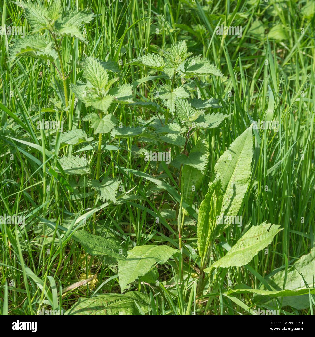 Verga dell'erba con il nettle di incuneamento / Urtica dioica & il bacino largo-Leaved / Rumex obtusifolius nel sole di primavera. Entrambe le piante possono essere usate come cibo di sopravvivenza Foto Stock