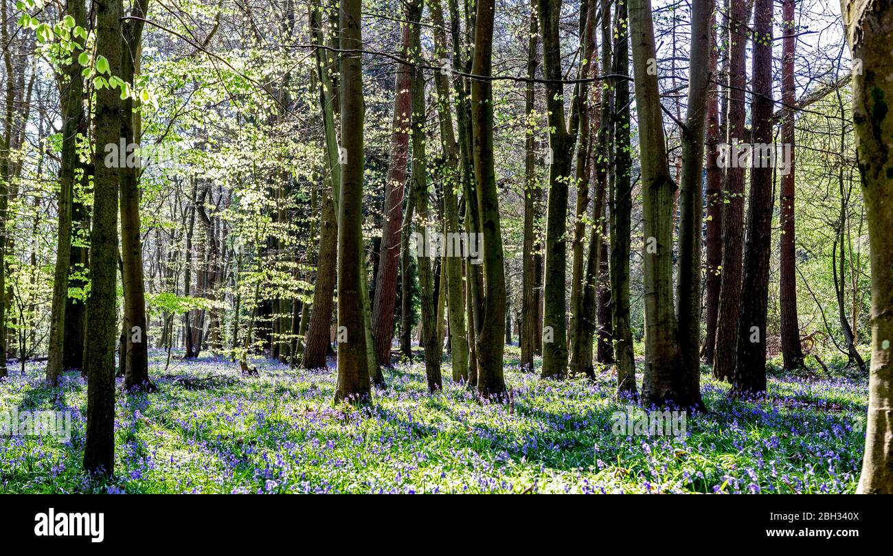 Bluebell boschi Surrey UK Foto Stock