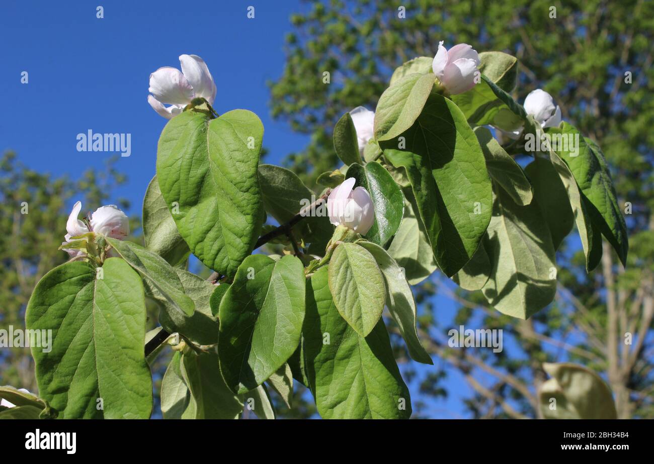 Fiori rosa pallido e caratteristico fogliame drooping di Cydonia oblonga conosciuto anche come Quince. Crescere all'aperto in un ambiente naturale. Foto Stock