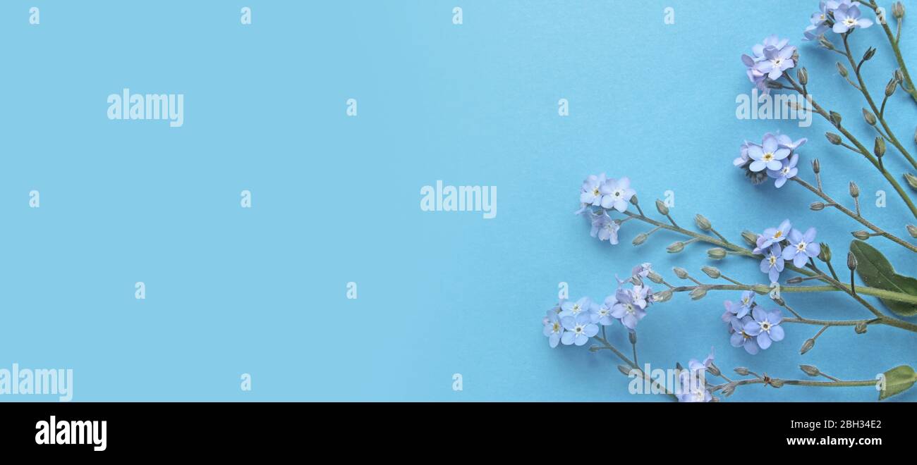 Primavera banner floreale, abbastanza blu dimenticare me- non fiori su uno sfondo azzurro, con copyspace a sinistra. Tessera per la festa della mamma. Foto Stock