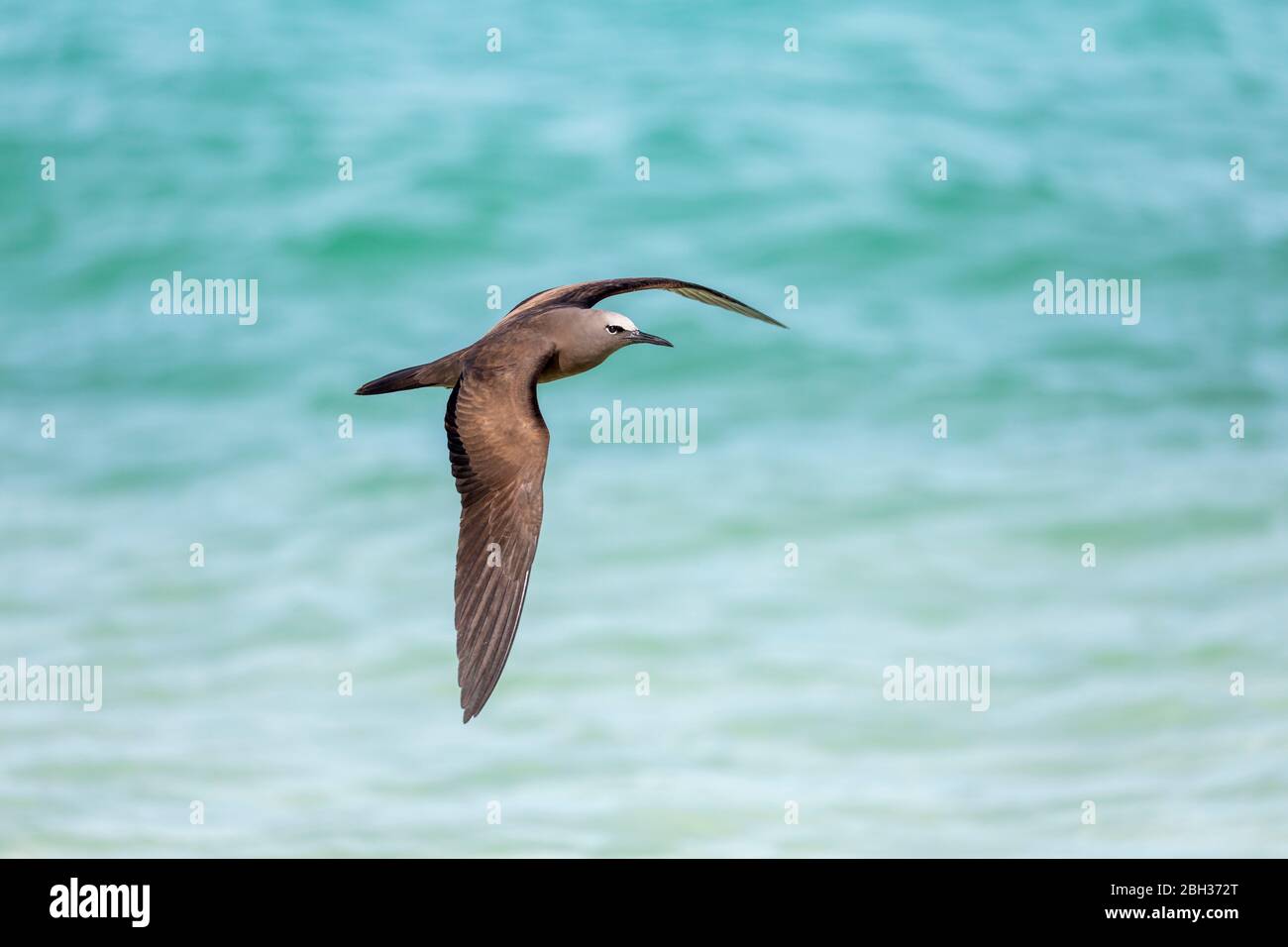 Noddy marrone; stolidus di Anous; volo; Seychelles Foto Stock