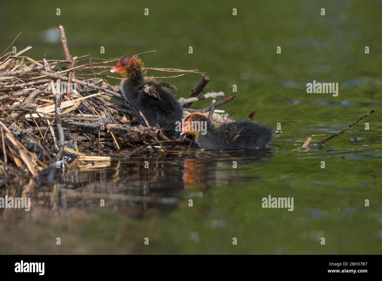 Coot; Fulica atra; pulcini su Nest; UK Foto Stock