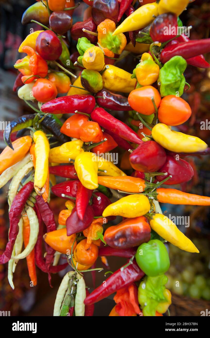 Peperoncino vario, Maiorca, Baleares, Spagna Foto Stock