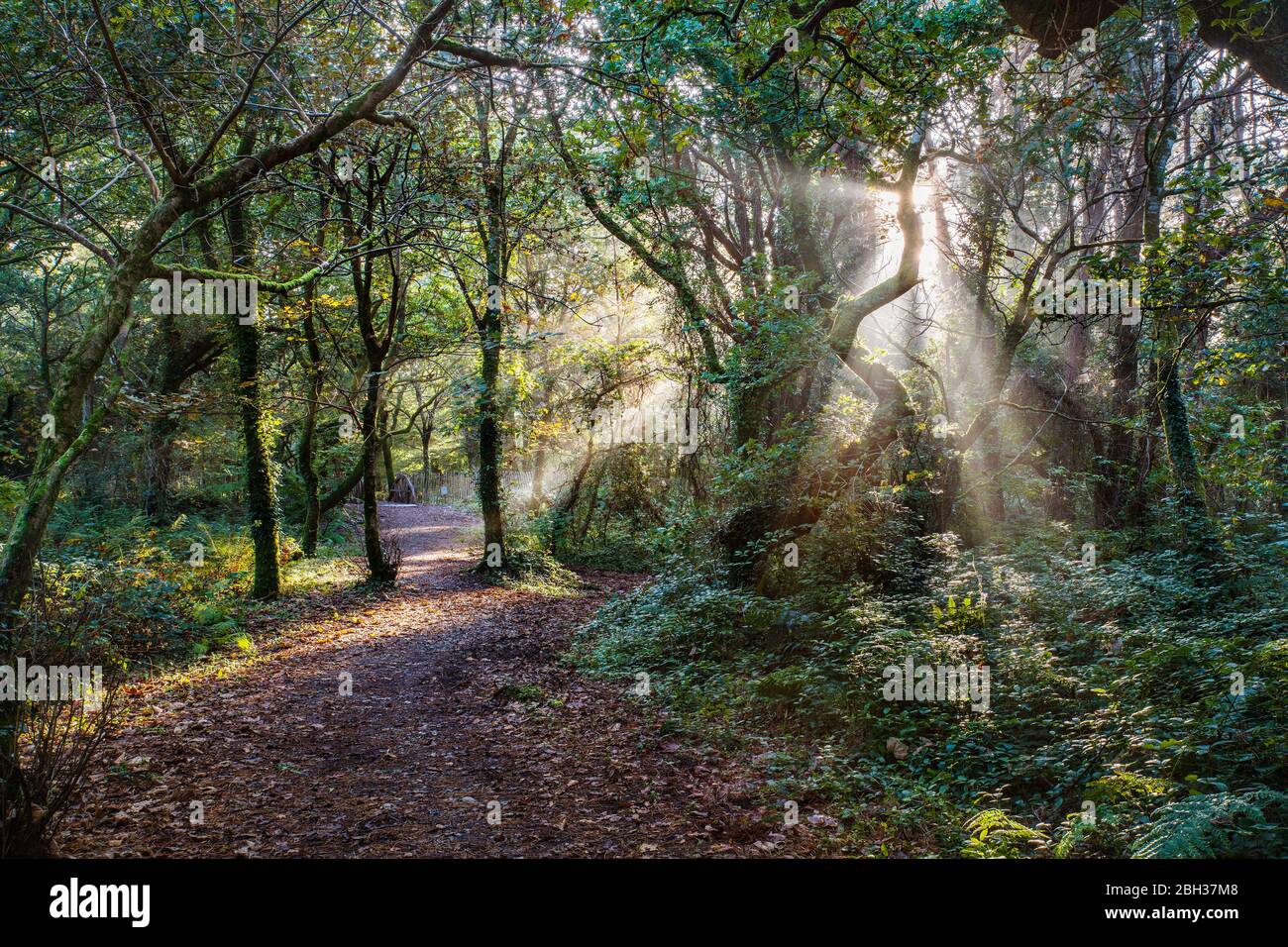 Godolphin boschi; autunno; Cornovaglia; Regno Unito Foto Stock