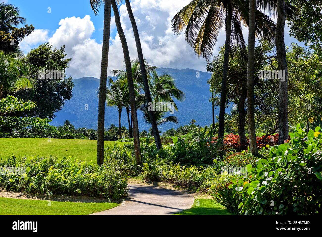 Lussureggiante verde vegetazione tropicale contro le catene montuose di Puerto Rico Foto Stock