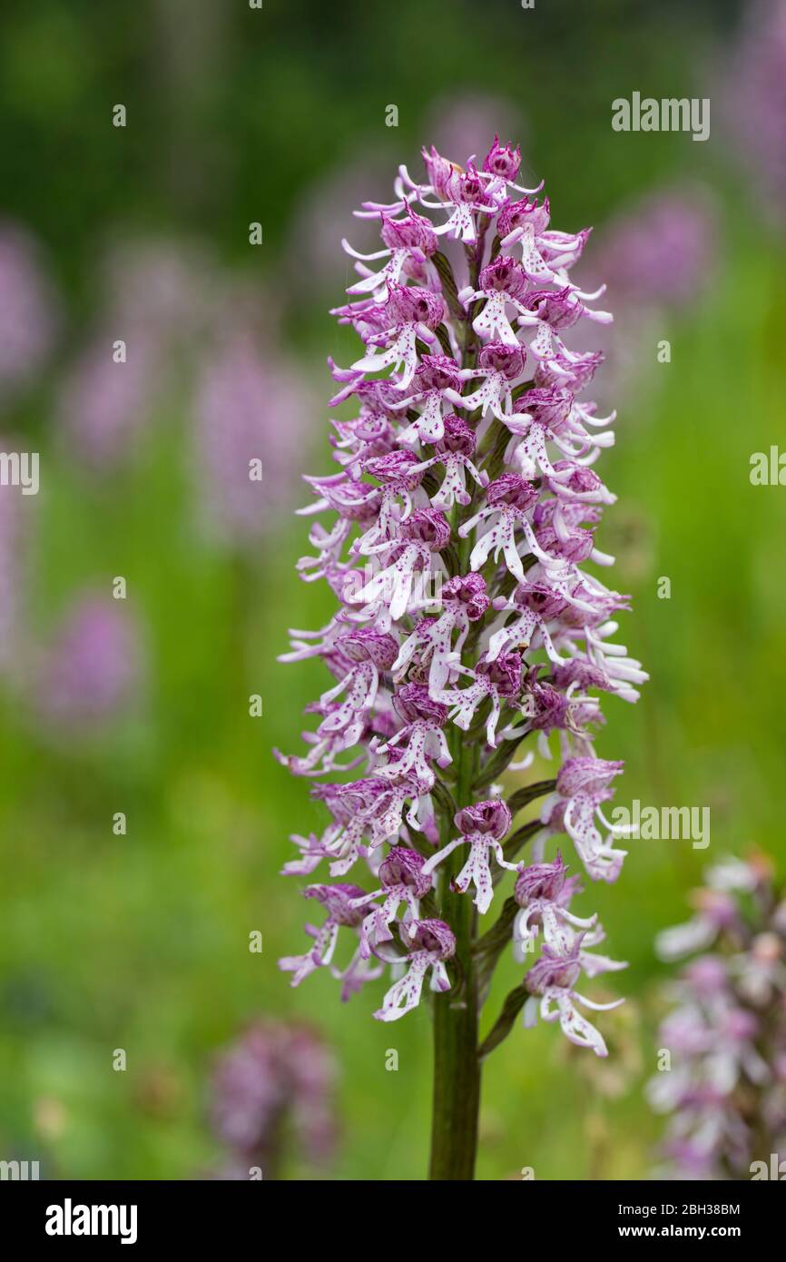 Orchidea scimmia attraversata con Lady Orchid; ibrido naturale; Regno Unito Foto Stock