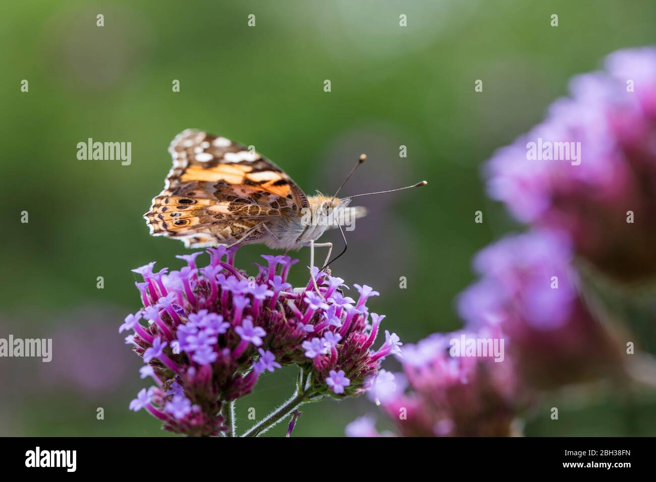 Madonna dipinta; Vanessa cardui; su Verbena; UK Foto Stock