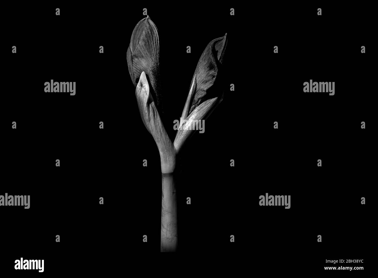 Amaryllis Red tipo germogliante su sfondo nero Foto Stock