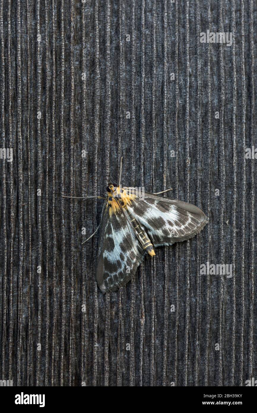 Piccola Moth Magpie; Anania hortulata; UK Foto Stock