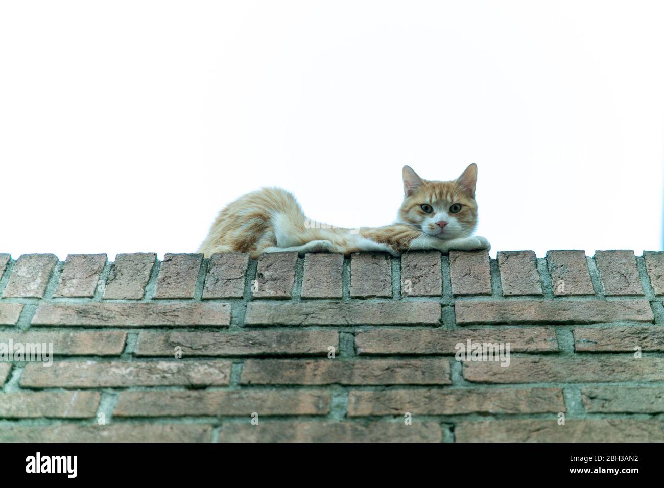 giovane gatto rossastro che giace sulla sporgenza si alza e si muove Foto Stock