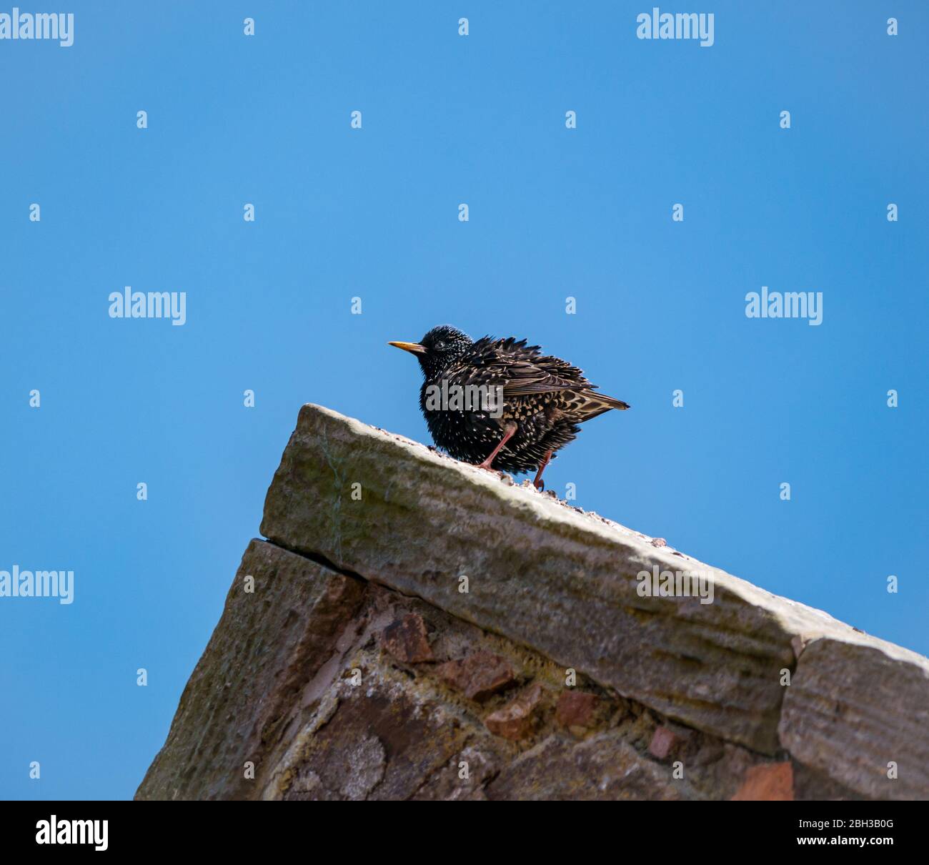 Una donna europea stellata, Sturnus vulgaris, arroccato su un tetto a timpano soffice piume al sole con cielo azzurro chiaro, East Lothian, Scozia, Regno Unito Foto Stock