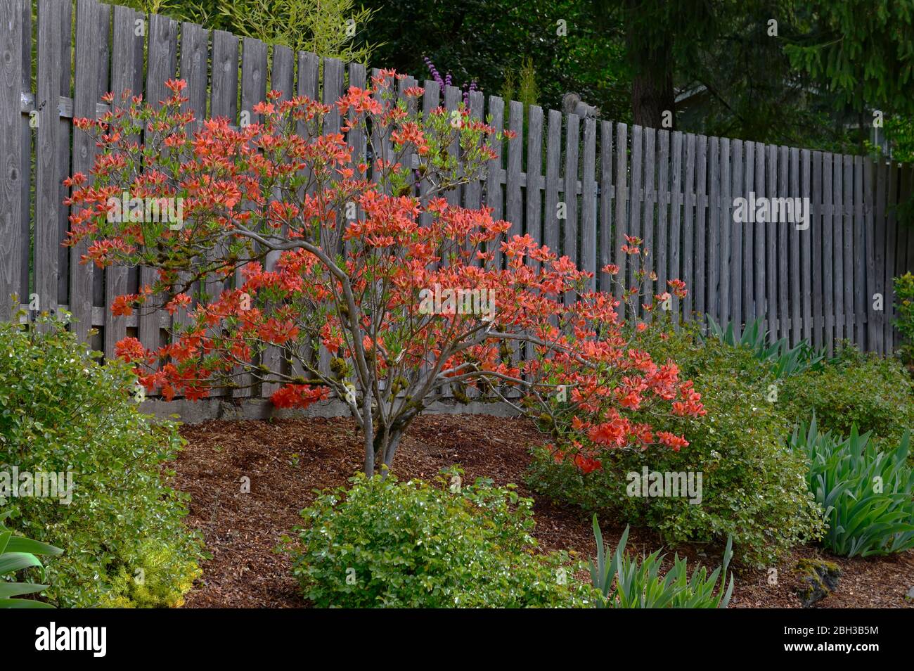 Fiore Orange Azalea, recinzione cortile con scoiattolo, Portland, O 200419 78003 Foto Stock