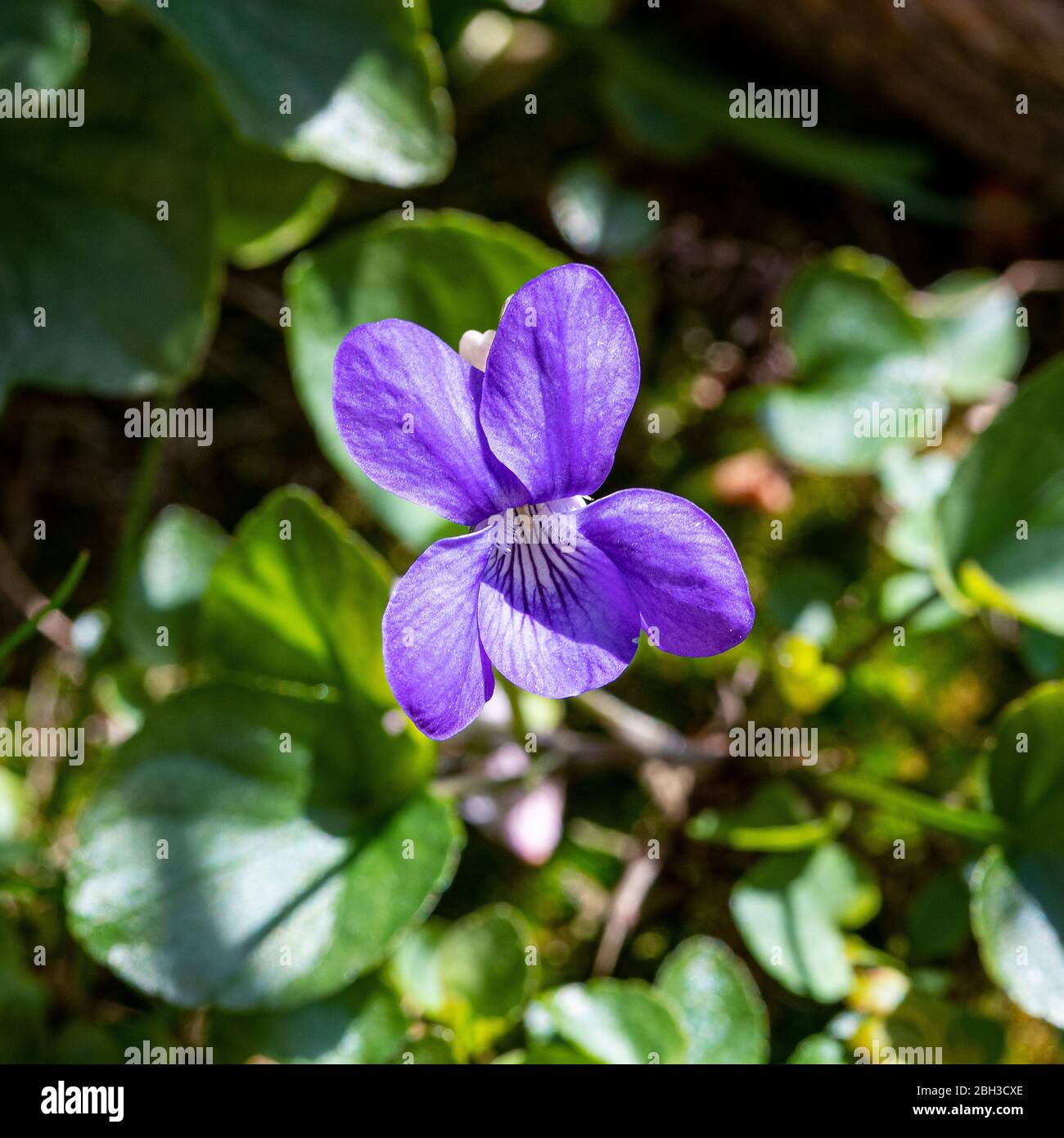 Un fiore viola del cane comune in fiore in un giardino in Alsager Cheshire Inghilterra Regno Unito Regno Unito Foto Stock