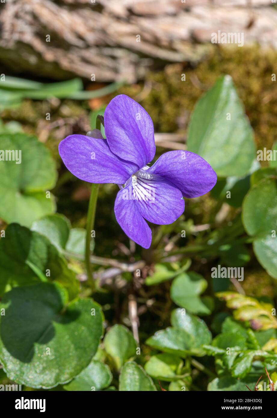 Un fiore viola del cane comune in fiore in un giardino in Alsager Cheshire Inghilterra Regno Unito Regno Unito Foto Stock