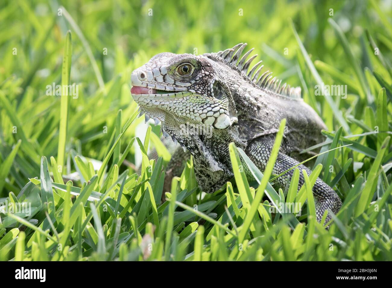 Iguana verde che emerge da erba lunga con lingua che emerge dalla bocca Foto Stock