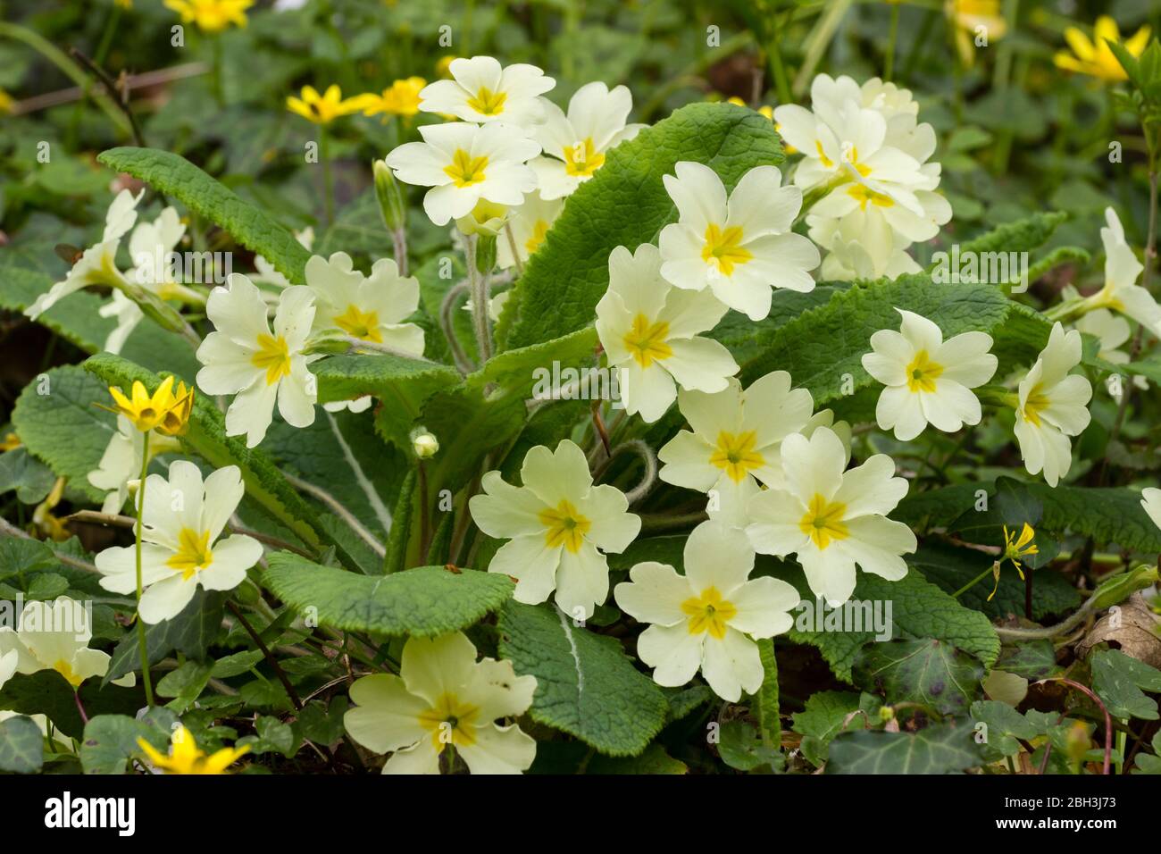 Fiori crema dagli occhi gialli della primula primaverile, Primula vulgaris Foto Stock