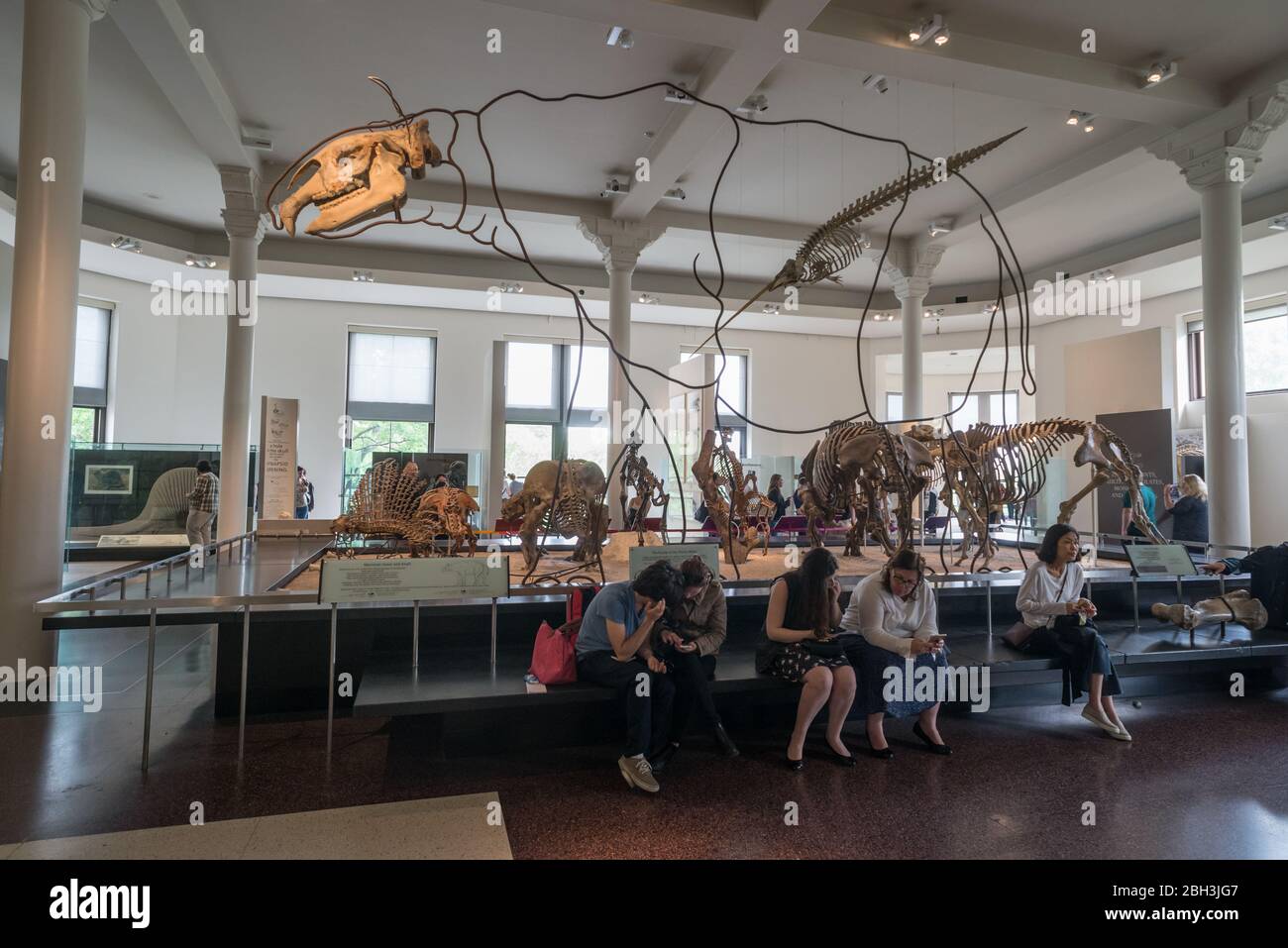 New York City - 14 maggio 2016: Mostre fossili di dinosauri nel Museo Americano di Storia Naturale. Città di New York Foto Stock