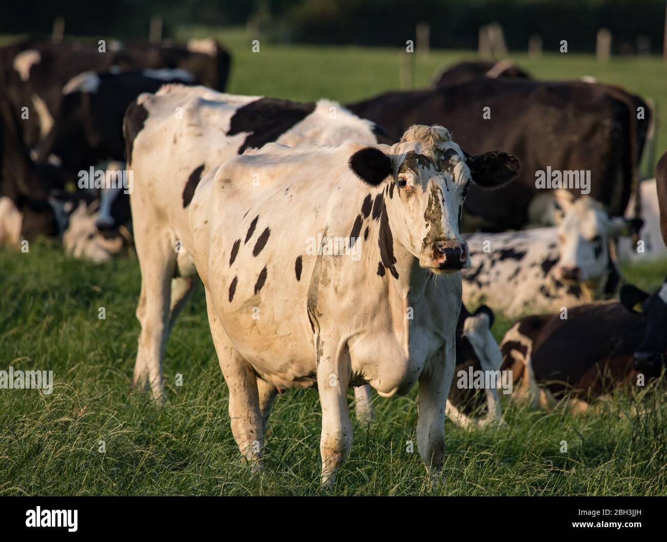 Mucche da latte irlandesi che pascola al sole della sera durante l'estate Foto Stock