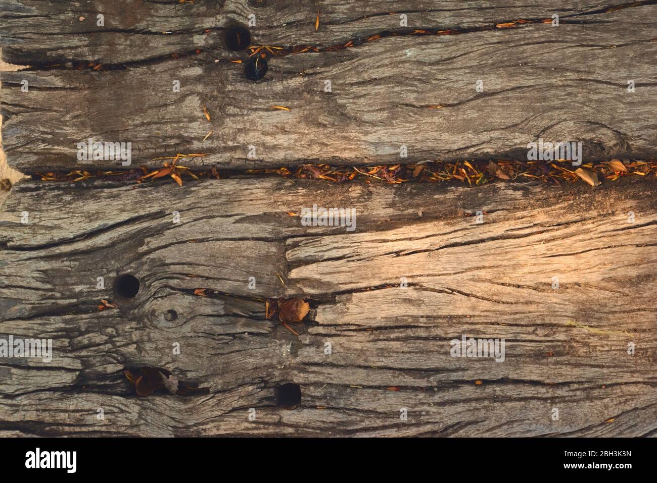 Vecchio, legno intemperato bordo con detriti organici nelle relative fessure e fessure. Primo piano dei dettagli del Textyre. Foto Stock