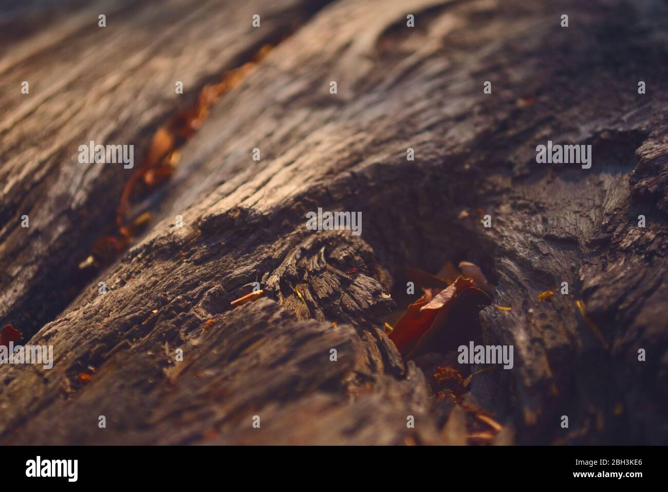 Grande pezzo di legno fessurato con detriti naturali nelle fessure. Dettagli texture da vicino. Foto Stock