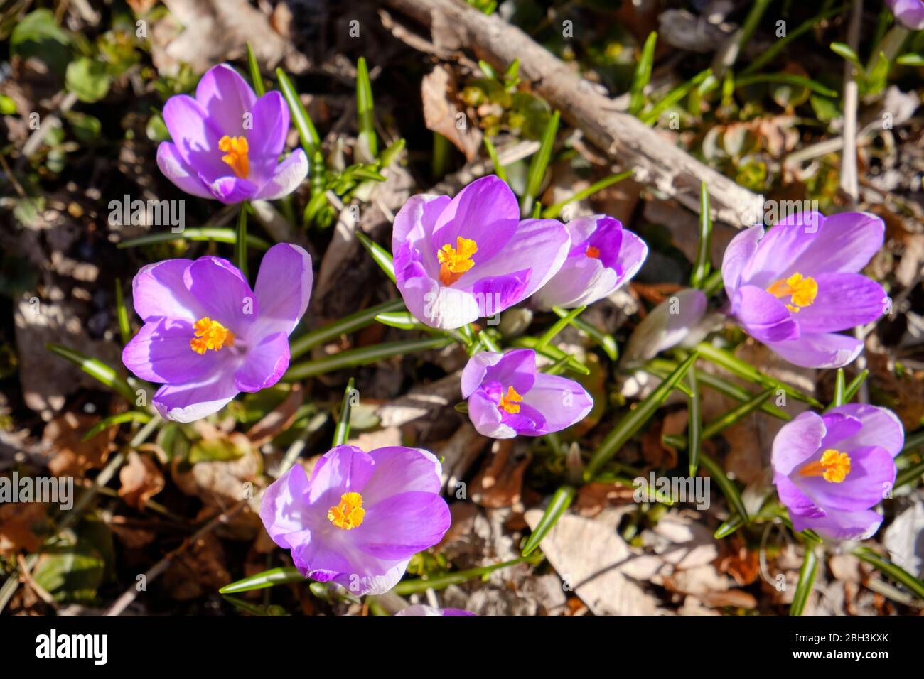 Piccolo crocus viola fiorente visto dall'alto in primavera attraverso foglie morte Foto Stock