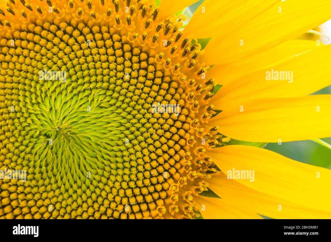 Primo piano di girasole. Particolare parte di girasole con i suoi semi e sequenza fibonacci. Foto Stock